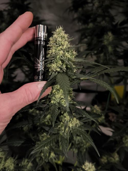 DOGNABISCUP #18 .P. Week 10