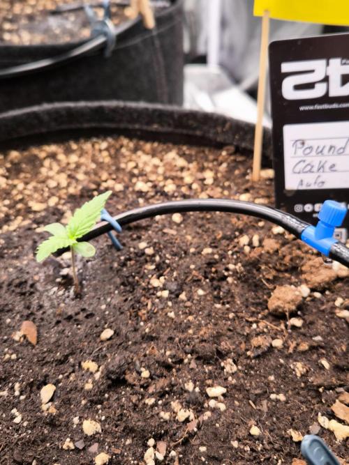 Fast Buds Pound Cake . Week 1