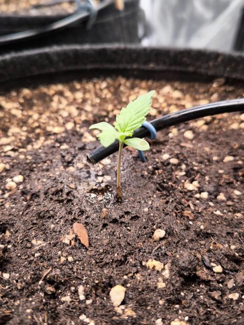 Fast Buds Pound Cake . Week 1