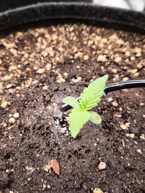 Fast Buds Pound Cake . Week 1