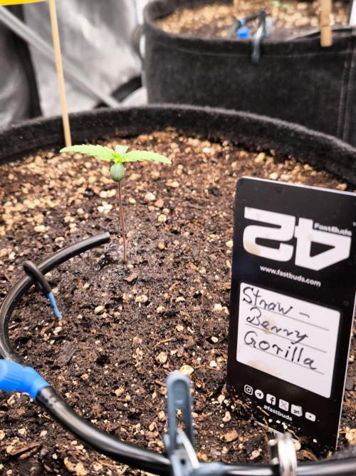 Fast Buds Strawberry Gorilla 🦍. Week 1