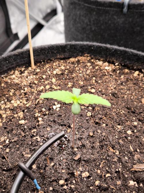 Fast Buds Strawberry Gorilla 🦍. Week 1