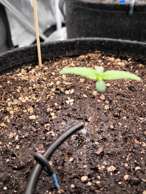 Fast Buds Strawberry Gorilla 🦍. Week 1