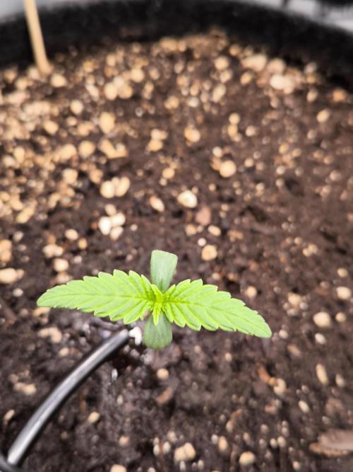 Fast Buds Strawberry Gorilla 🦍. Week 1