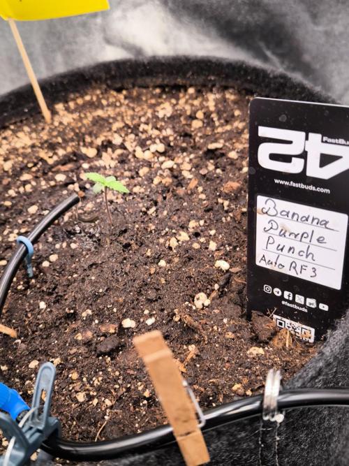 Fast Buds Banana Purple Punch RF3. Week 1