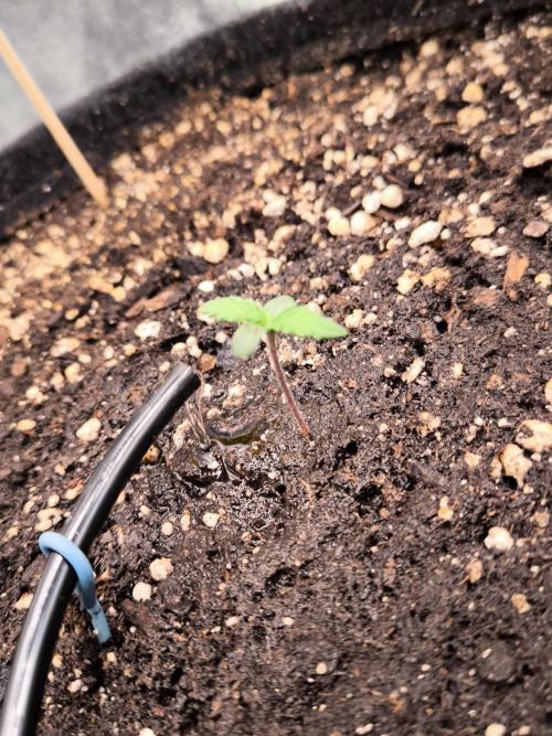 Fast Buds Banana Purple Punch RF3. Week 1