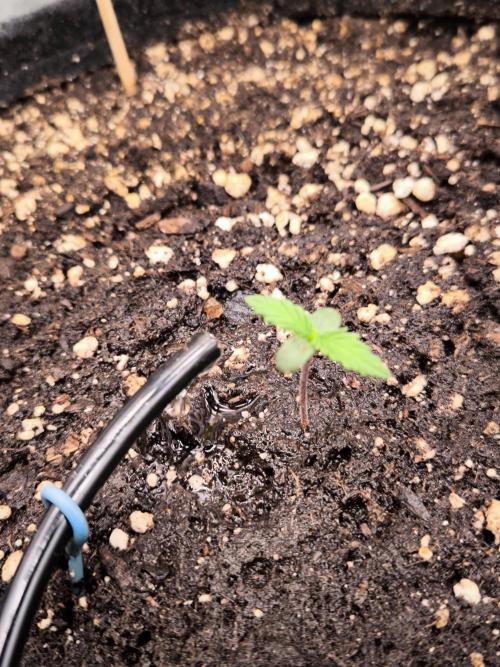 Fast Buds Banana Purple Punch RF3. Week 1