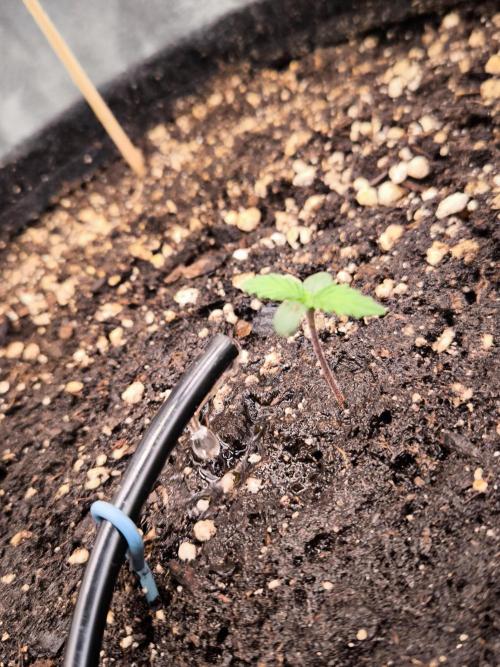 Fast Buds Banana Purple Punch RF3. Week 1