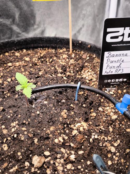 Fast Buds Banana Purple Punch RF3. Week 1