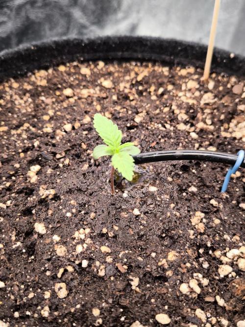 Fast Buds Banana Purple Punch RF3. Week 1