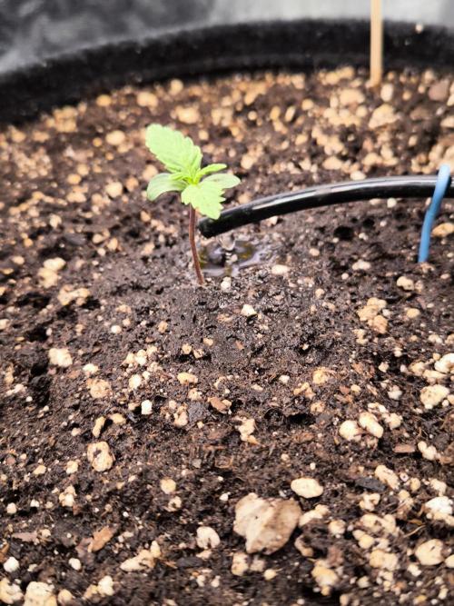 Fast Buds Banana Purple Punch RF3. Week 1