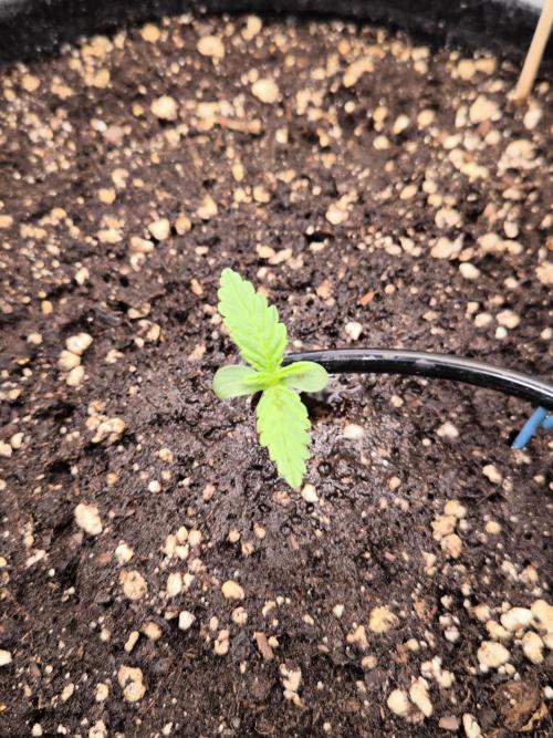 Fast Buds Banana Purple Punch RF3. Week 1