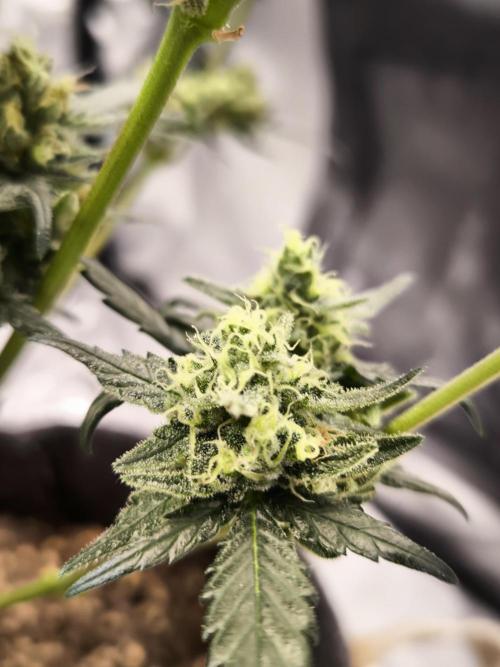 DOGNABISCUP #18 .P. Week 11