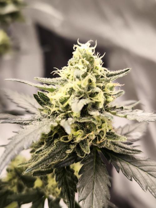 DOGNABISCUP #18 .P. Week 11