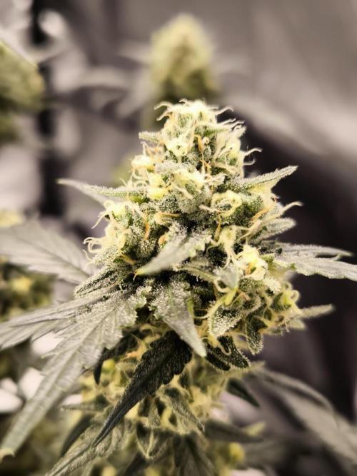 DOGNABISCUP #18 .P. Week 11