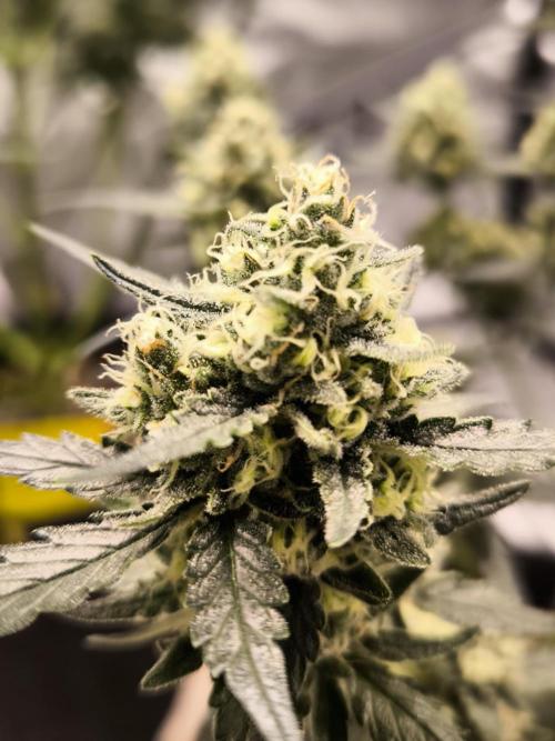 DOGNABISCUP #18 .P. Week 11