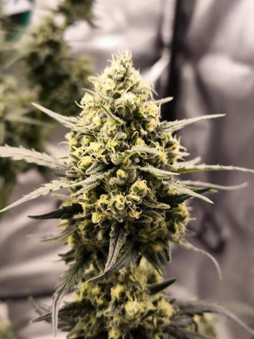 DOGNABISCUP #18 .P. Week 11