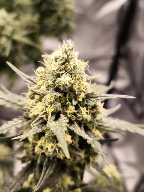 DOGNABISCUP #18 .P. Week 11