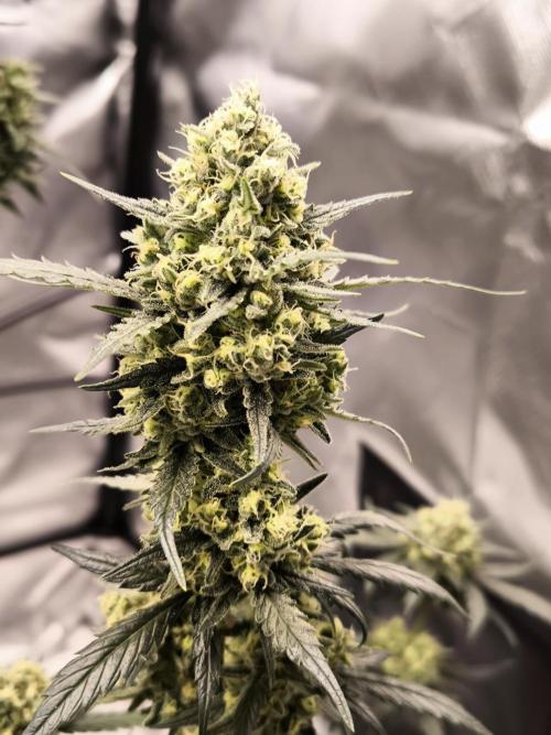 DOGNABISCUP #18 .P. Week 11