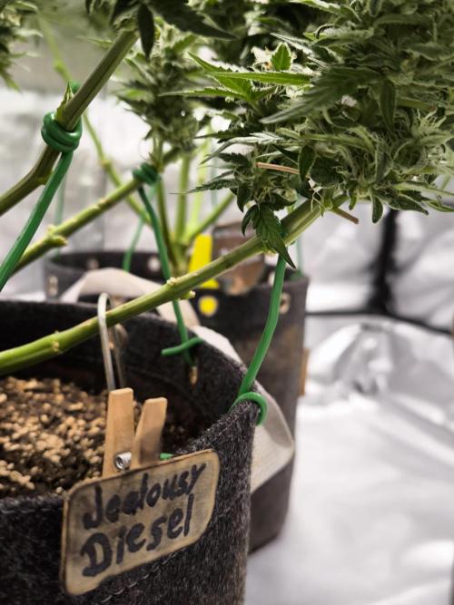 DognabisCup #18 .A. Week 11