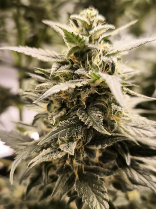 DognabisCup #18 .A. Week 11