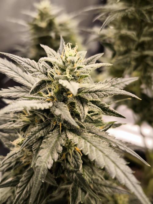 DognabisCup #18 .A. Week 11