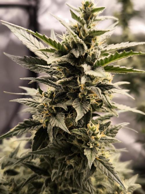 DognabisCup #18 .A. Week 11