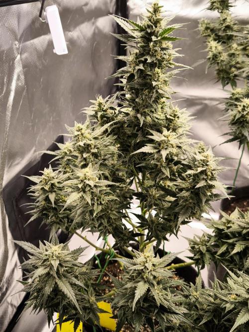 DognabisCup #18 .A. Week 11