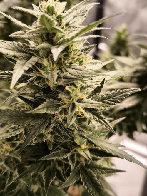 DognabisCup #18 .A. Week 11