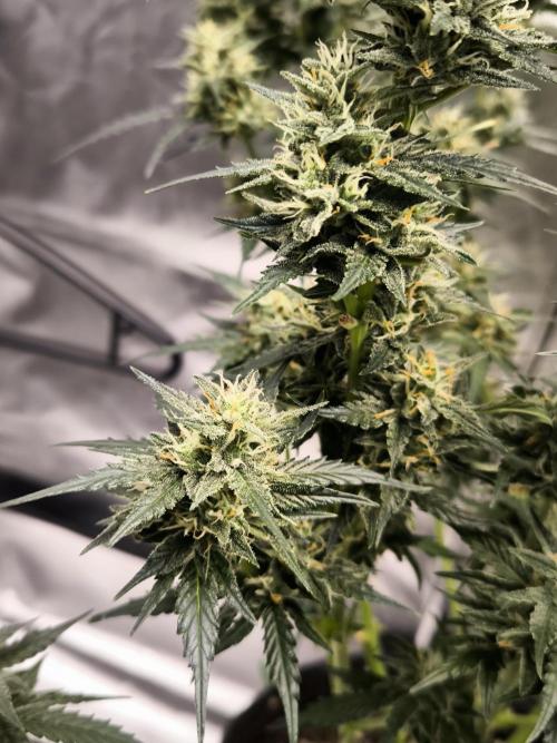 DognabisCup #18 .A. Week 11