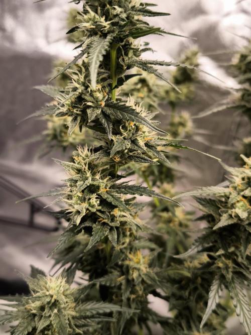 DognabisCup #18 .A. Week 11