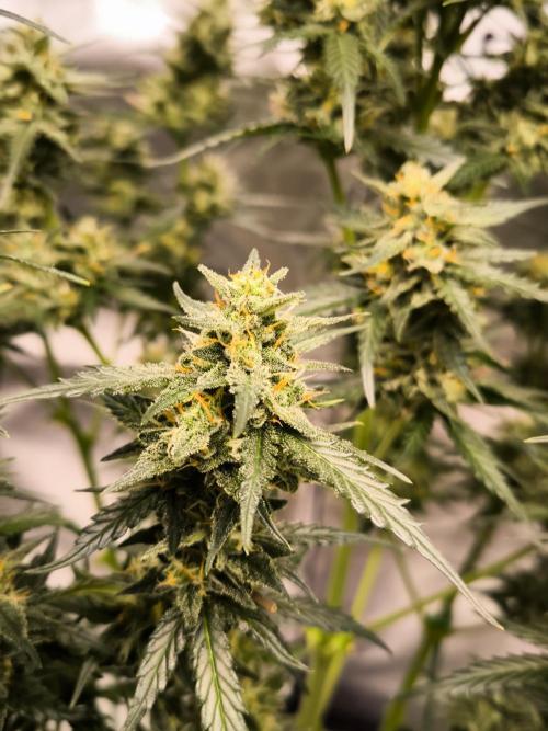 DognabisCup #18 .A. Week 11