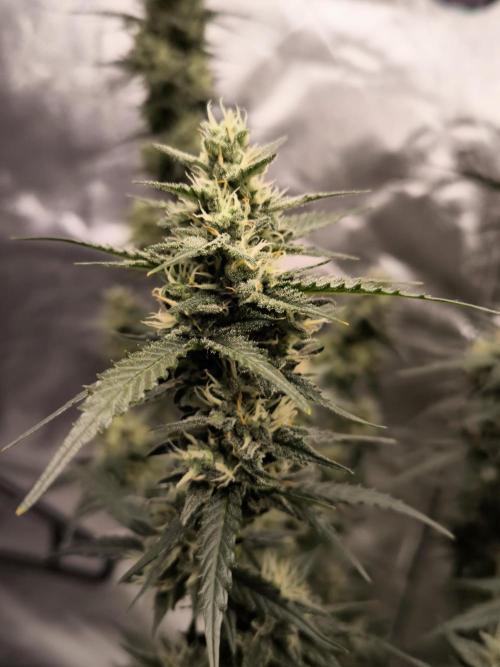 DognabisCup #18 .A. Week 11