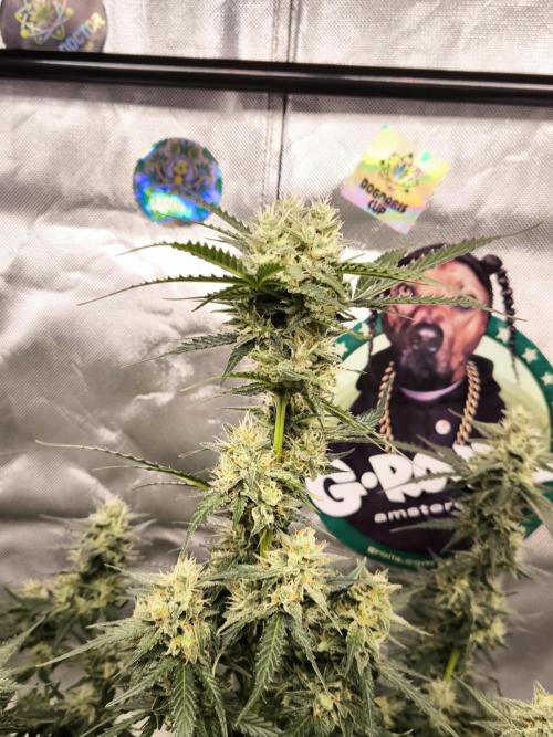 DognabisCup #18 .A. Week 11