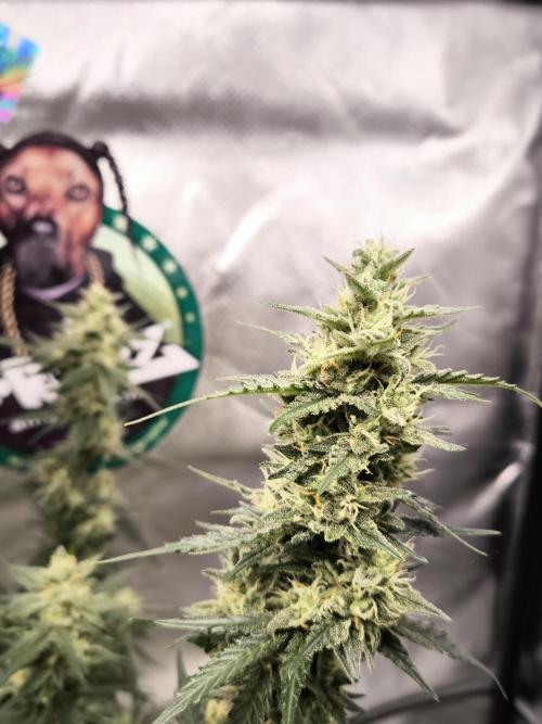 DognabisCup #18 .A. Week 11