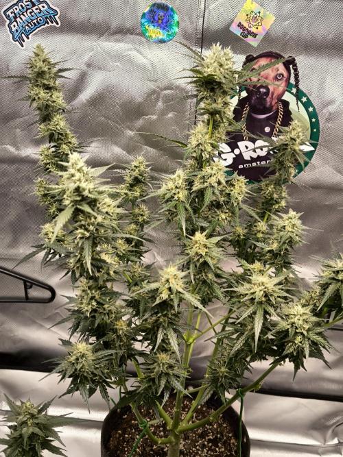 DognabisCup #18 .A. Week 11