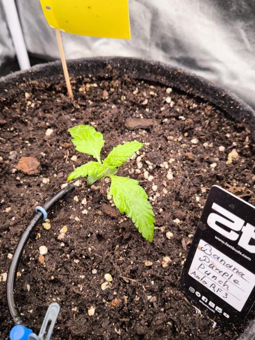 Fast Buds Banana Purple Punch RF3. Week 2