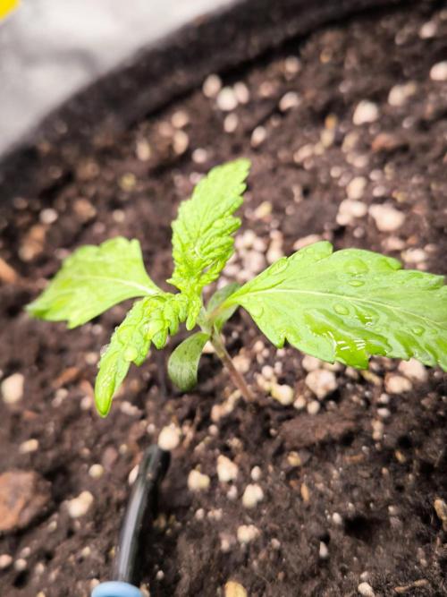 Fast Buds Banana Purple Punch RF3. Week 2