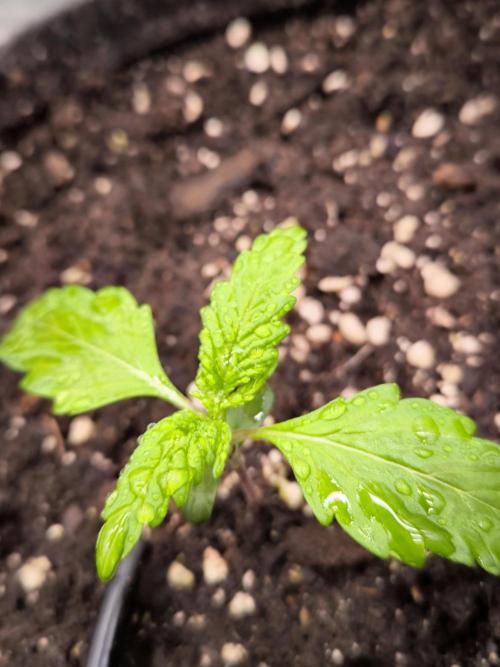 Fast Buds Banana Purple Punch RF3. Week 2