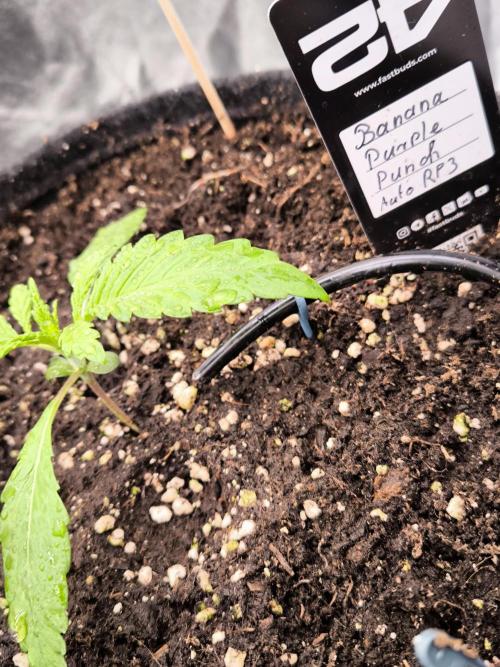 Fast Buds Banana Purple Punch RF3. Week 2
