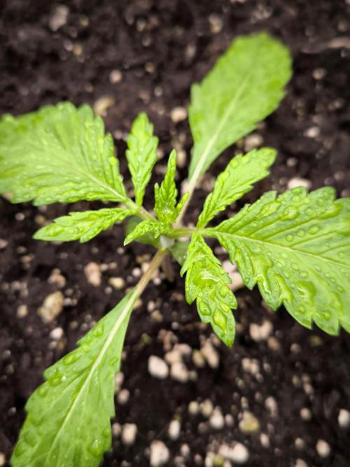 Fast Buds Banana Purple Punch RF3. Week 2