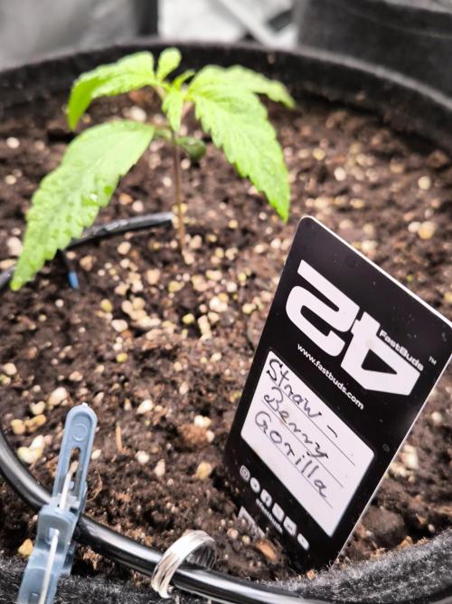 Fast Buds Strawberry Gorilla 🦍. Week 2