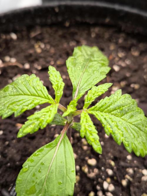 Fast Buds Strawberry Gorilla 🦍. Week 2
