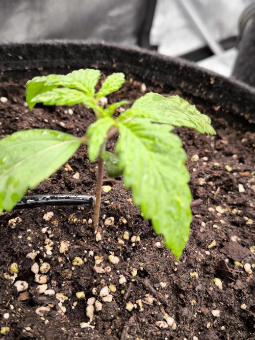 Fast Buds Strawberry Gorilla 🦍. Week 2
