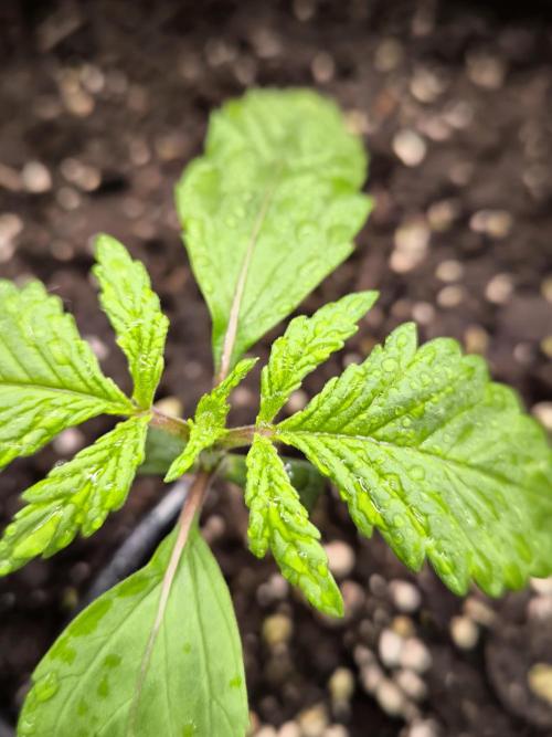 Fast Buds Strawberry Gorilla 🦍. Week 2