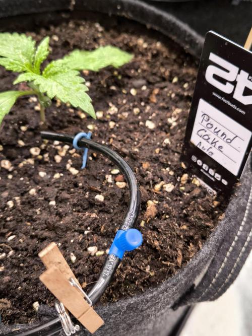 Fast Buds Pound Cake . Week 2