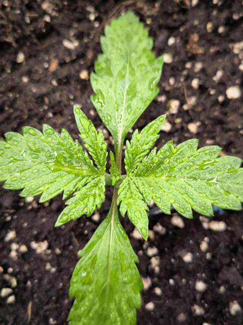 Fast Buds Pound Cake . Week 2