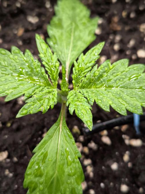 Fast Buds Pound Cake . Week 2