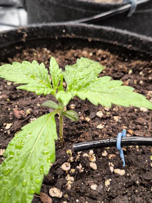 Fast Buds Pound Cake . Week 2