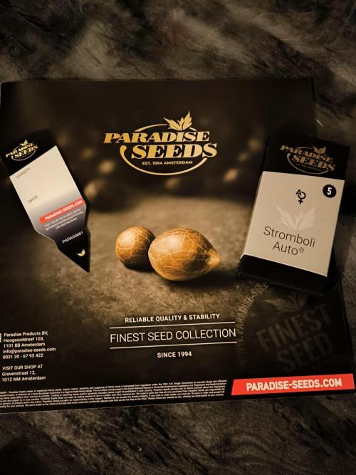 Paradise Seeds. Week 0